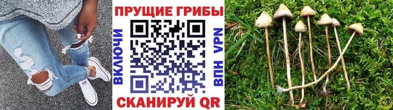 hydra ССЫЛКА  Петров Вал  Псилоцибиновые грибы Cubensis  продажа наркотиков 